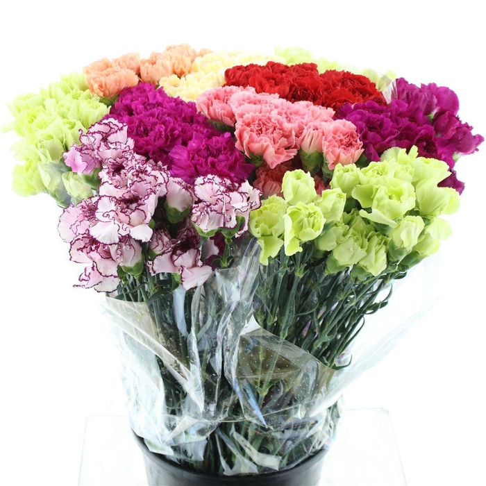 <h4>Di St Gem In Fust</h4>