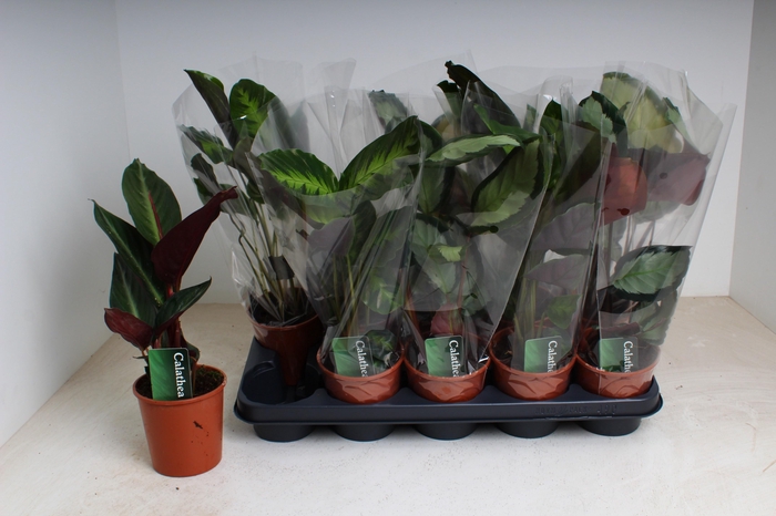 <h4>CALAT GEM 3 SRT</h4>