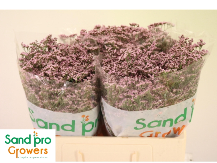 <h4>LIM SAF OSHI PINK</h4>