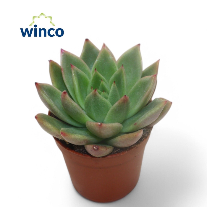 <h4>Echeveria Agavoides</h4>