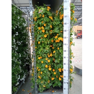 Thunbergia  'Suzie Orange wEye'
