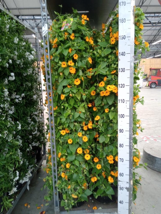 <h4>Thunbergia  'Suzie Orange wEye'</h4>
