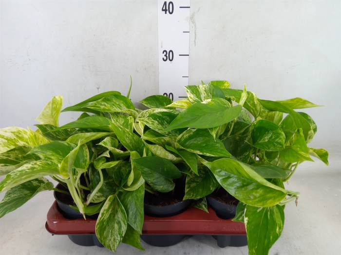 <h4>Epipremnum pinn. 'Marble Queen'</h4>