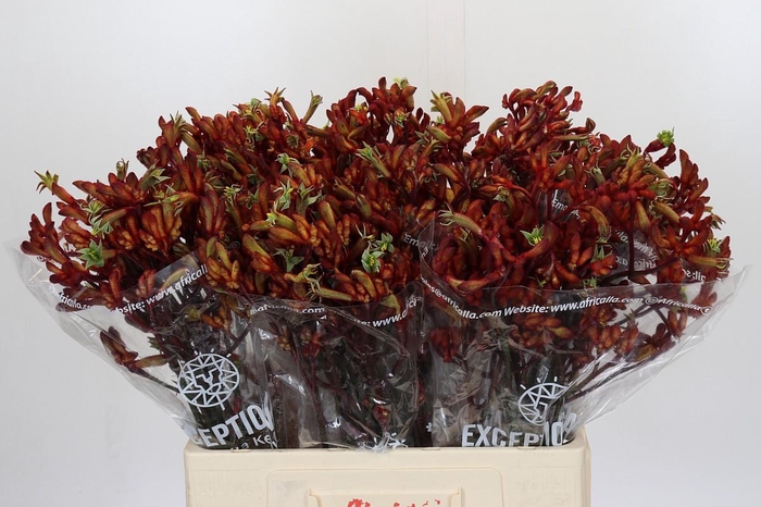 Anigozanthos Early Spring Indoor