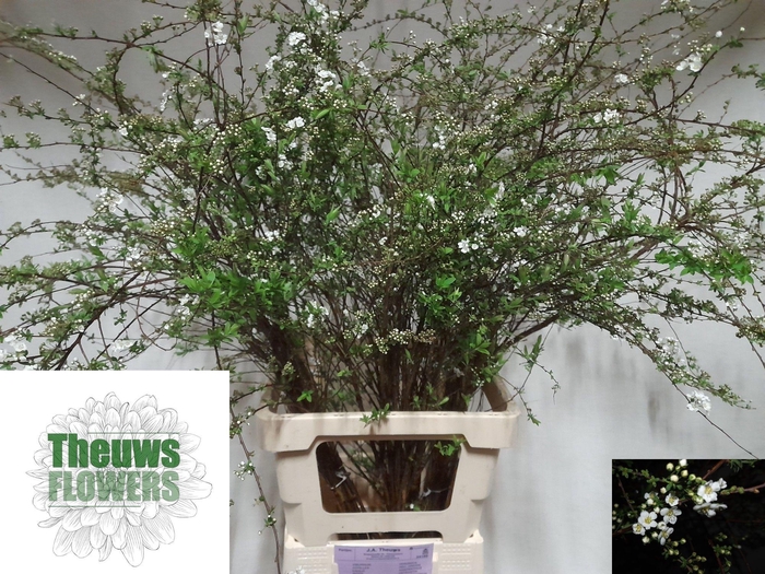 <h4>SPIR C GREFSHEIM</h4>