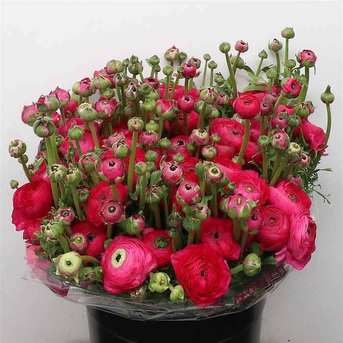 <h4>Ran Su Sr Cic Cerise Super</h4>