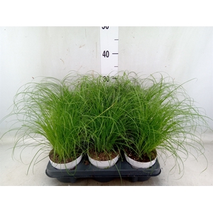 Cyperus alternifolius 'Zumula'
