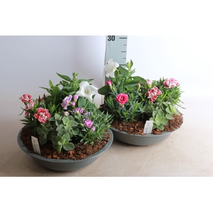ARR TUINPLANTEN