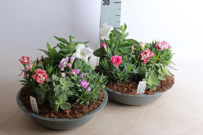 <h4>ARR TUINPLANTEN</h4>
