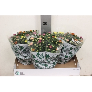 Chrysanthemum (Indicum Grp) Elixer