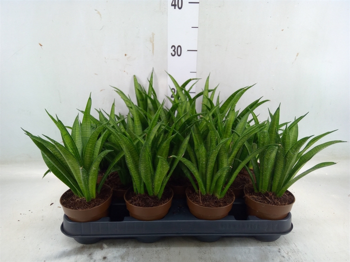 <h4>Sansevieria cyl.  ...</h4>