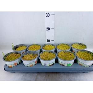 Hordeum sp.   ...kattegras zaai