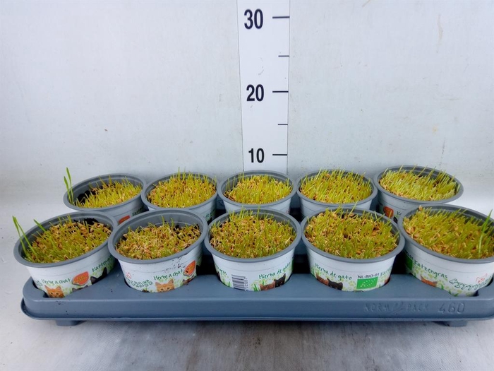 <h4>Hordeum sp.   ...kattegras zaai</h4>