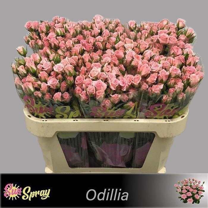 <h4>Rosa spray odilia</h4>