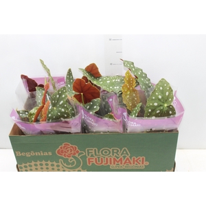 BEGONIA MACULATA P13 PO
