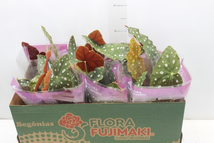 <h4>BEGONIA MACULATA P13 PO</h4>