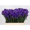 Limonium Navy Sun Birds