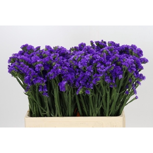 Limonium Navy Sun Birds