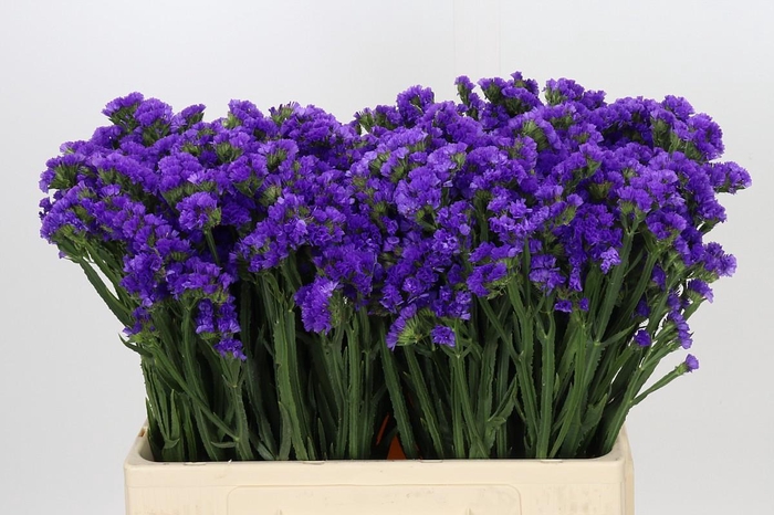 Limonium Navy Sun Birds