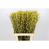 Salix Caprea Snow Flake P. Yellow