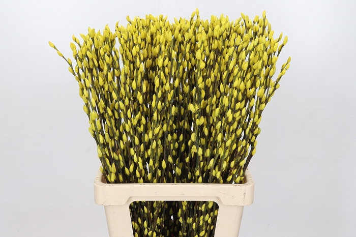 <h4>Salix Caprea Snow Flake P. Yellow</h4>