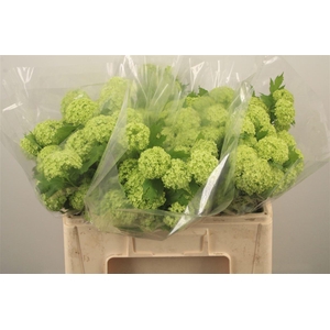 Viburnum Roseum St 2+