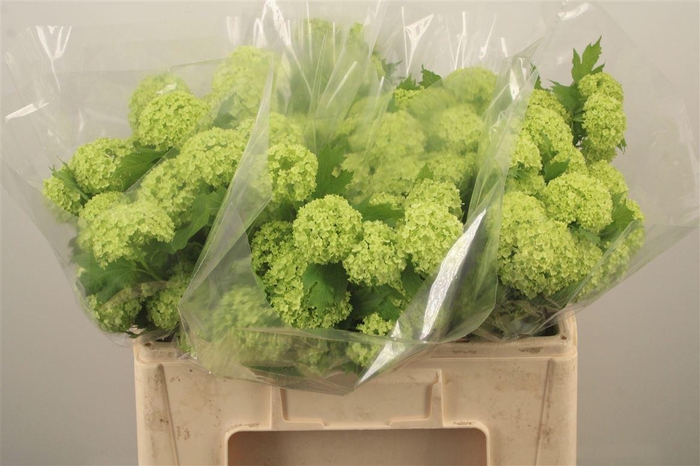 <h4>Viburnum Roseum St 2+</h4>