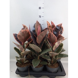 Ficus elastica 'Belize'