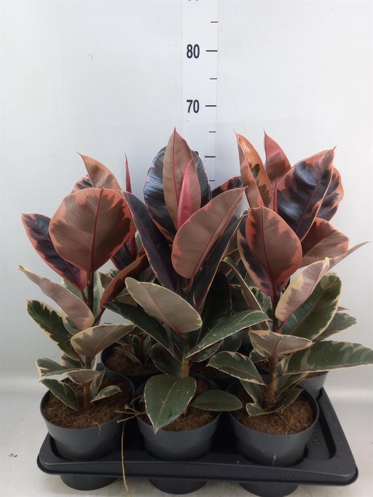 <h4>Ficus elastica 'Belize'</h4>