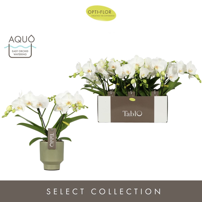 <h4>Phalaenopsis wit meer takken</h4>