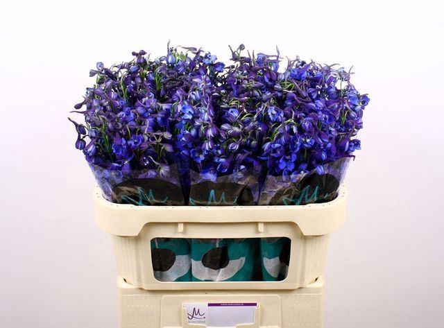 <h4>Delph Donna</h4>