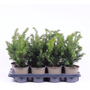 Taxus baccata 'Repandens'