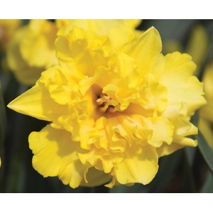 NARCISSUS CYCLAMINEUS