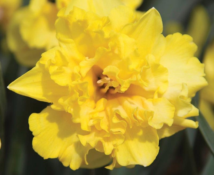 <h4>NARCISSUS CYCLAMINEUS</h4>