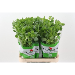 Moluccella 80cm Fu