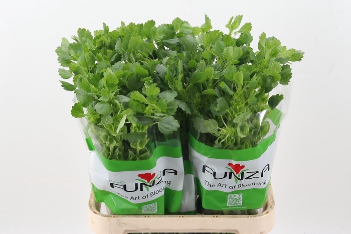 <h4>Moluccella 80cm Fu</h4>