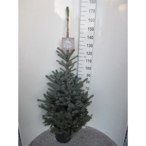 Picea pungens Super Blue 160-170 P32