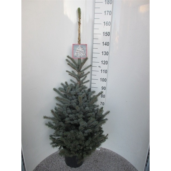 <h4>Picea pungens Super Blue 160-170 P32</h4>
