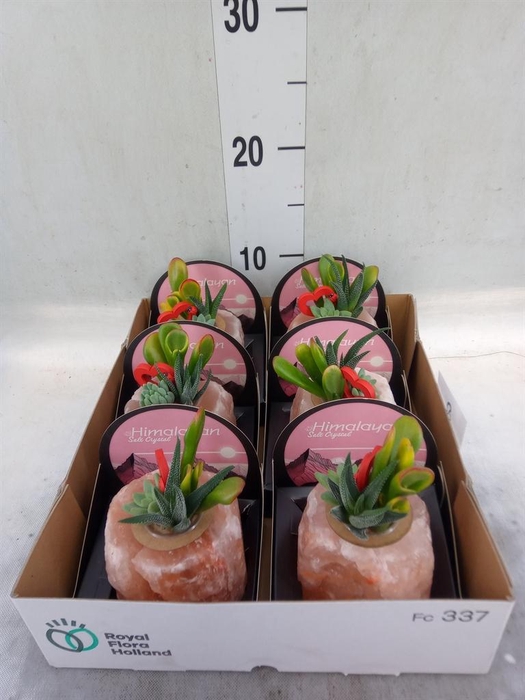 Arr.  Succulents L%