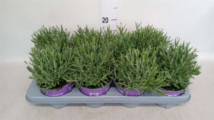 <h4>Lavandula angus. 'Hidcote'</h4>