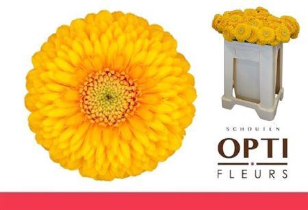 <h4>Ge Mb Pom Honeydew</h4>