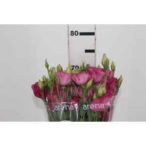 LISIANTHUS AQUARELA III RED 070 CM