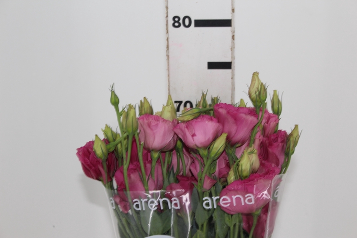 <h4>LISIANTHUS AQUARELA III RED 070 CM</h4>
