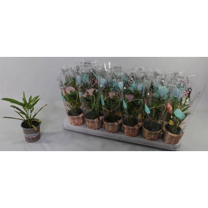 CROTON PICTUM P9