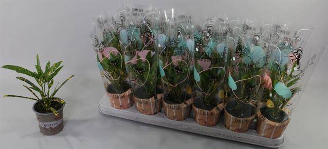 <h4>CROTON PICTUM P9</h4>