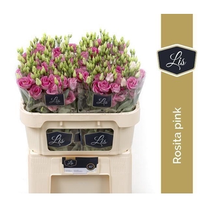 Lisianthus do rosita pink