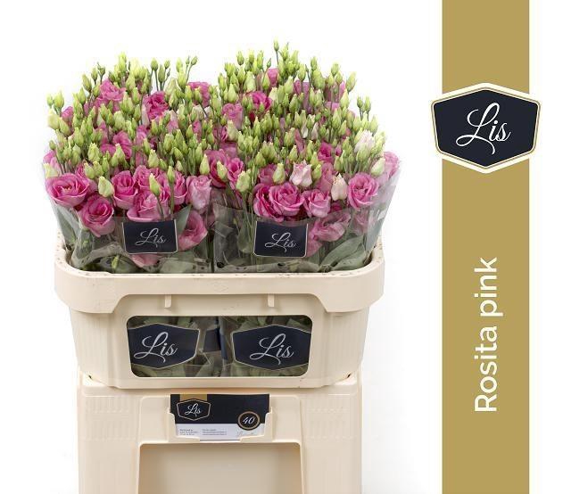 <h4>Lisianthus do rosita pink</h4>