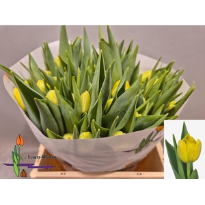 TU DU DOUBLE TROUBLE