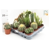 arr8 Cactus Gem