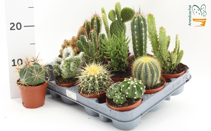 arr8 Cactus Gem